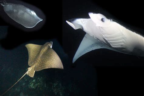 The Difference Between Eagle Rays Stingrays And Manta Rays