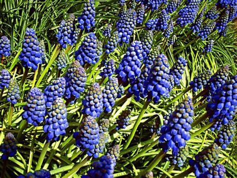 Grape Hyacinths Blue Flower Names Hd Flower Wallpaper Blue Flowers