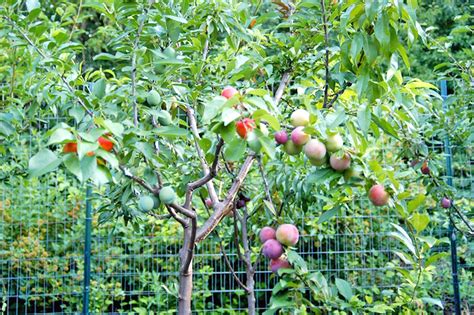 This Amazing Tree Grows 40 Different Kinds Of Fruit Tree Of 40 Fruit