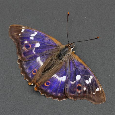 Butterfly Lesser Purple Emperor Over Dark Grey Stock Image Image