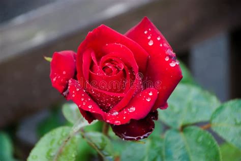 Blooming Red Rose Bud After Rain Stock Photo Image Of Garden Alone