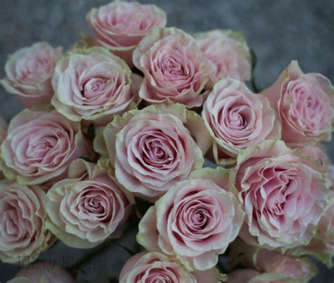 Pink Rose Study With Amato Wholesale Flirty Fleurs The Florist Blog