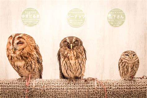 66,897 likes · 33 talking about this. Tokyo Owl Cafe: Akiba Fukurou, Akihabara, Tokyo, Japan