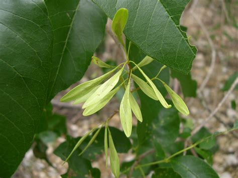 The norway maple differs from the field maple and sycamore in that its lobes and teeth have finely pointed tips. Fraxinus pennsylvanica
