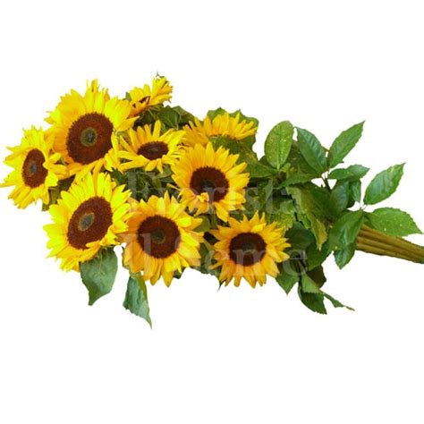 Long Stem Sunflower Bouquet Il Seme Flower Shop Como Send Flowers