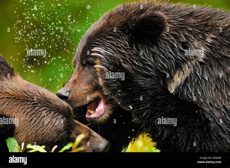 Grizzly Bears Fighting Stock Photos And Grizzly Bears Fighting Stock