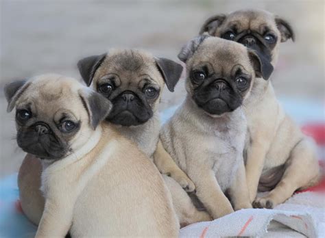 Cute Pug Puppies Totes Adores Pinterest