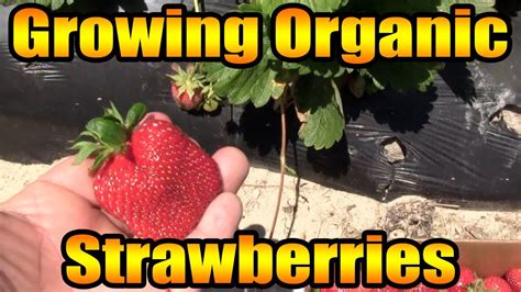 Growing Organic Strawberries Youtube