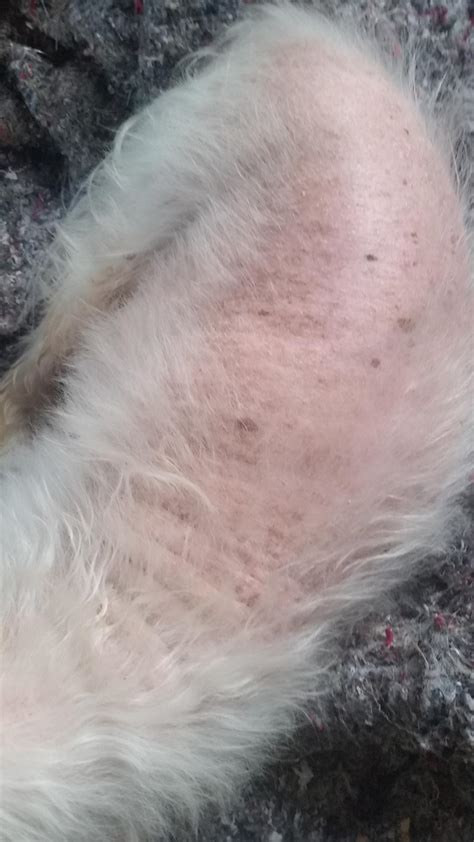 Why Is My Puppy Losing Hair On Her Tail