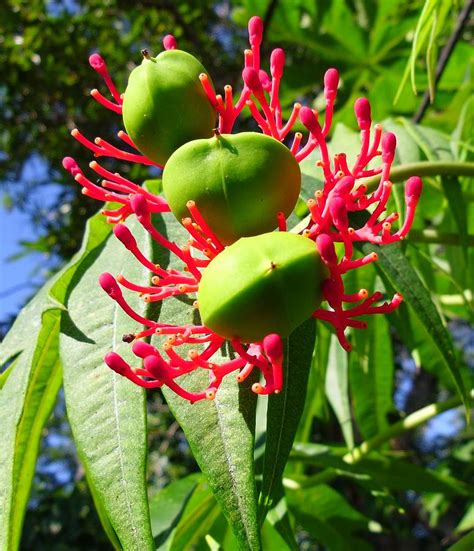 Tree with red flowers uk. Florida Red Flower Tree Seeds Photograph by Trudy Brodkin ...