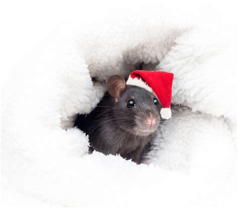 The all american pest control edge. Winter Pest Control | Van Den Berge Pest Control, Inc.