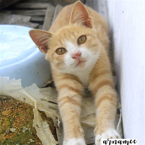 We did not find results for: Fotografi: Gambar kucing comel | Arnamee blogspot