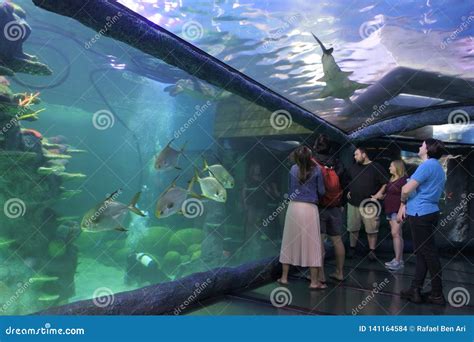 Sea Life Aquarium In Sydney New South Wales Australia Editorial Stock