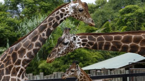Genes Reveal Clues To Giraffes Long Neck Cbs News