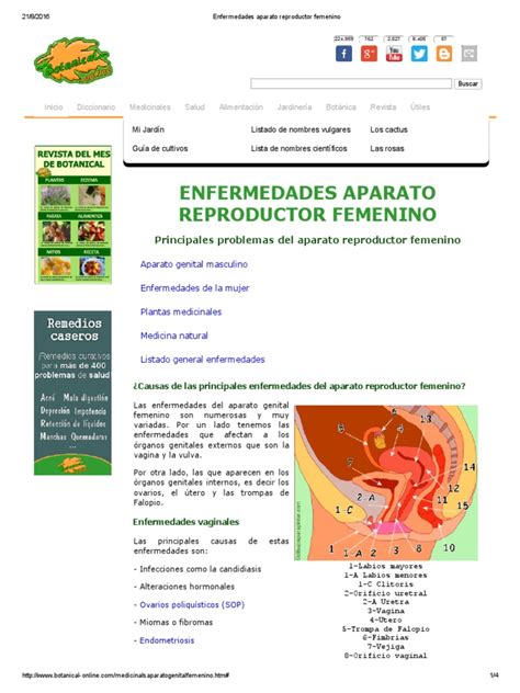 Enfermedades Aparato Reproductor Femenino Vagina Menstruación