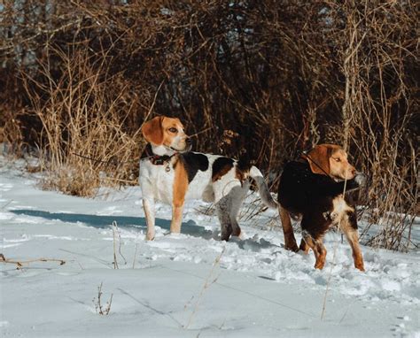The Beagle An Overview Of North Americas Popular Rabbit Dog