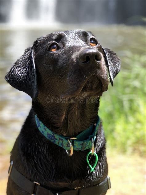 A Black Labrador Assistance Service Dog Stock Photo Image Of