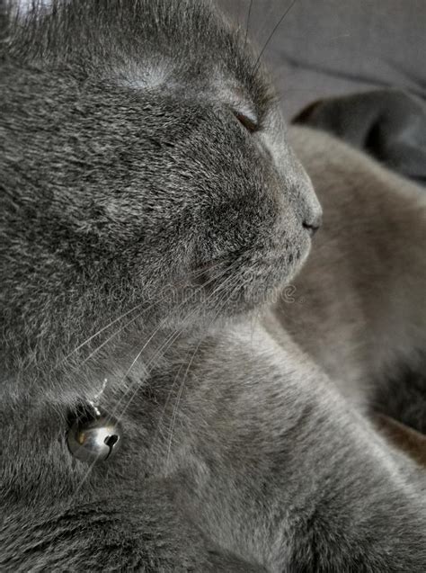 Cat Profile View Stock Photo Image Of Nice Skin Gray 74030320