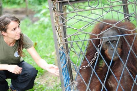 Iar Kembali Selamatkan Orangutan Yayasan Iar Indonesia
