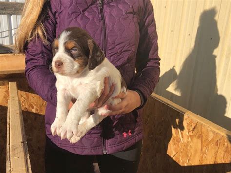 Ray Pinney Brittany Puppies For Sale Born On