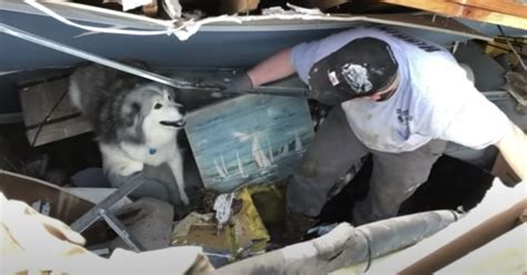 Uninjured Dog Gives Glimmer Of Hope After Deadly Tornado Whisker Therapy