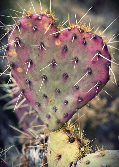 Cacti, the plural name for the humble cactus, have earned a both the spineless and painful varieties of cactus can produce flowers that are shockingly beautiful, especially for a bloom developing in a harsh desert environment. Prickly pear cactus in the shape of a heart. | Cactus ...