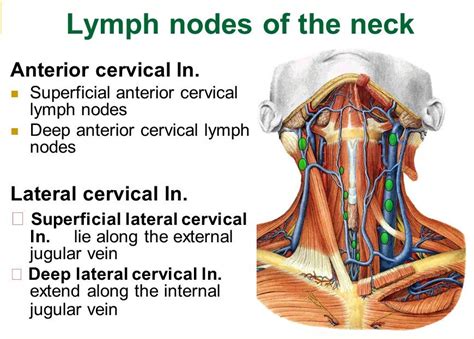 Describe the nerve supply of submandibular gland. Wellness Lab Health Info: Lymph Nodes in Neck