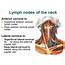 Wellness Lab Health Info Lymph Nodes In Neck