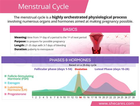 Menstrual Cycle Hormone Levels Ovarian Cycle And Endometrium Layer