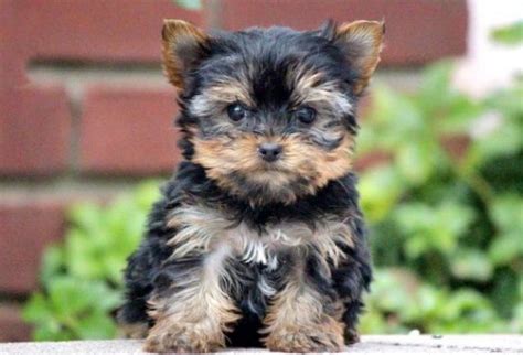 Where it is in a child's best interest, dcfs and the courts may place a foster child in the home of a willing and able relative who is not yet licensed as a foster home. Yorkshire Terrier Puppies For Sale | Puppy Adoption ...