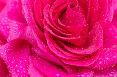 Premium Photo Beautiful Background Big Pink Rose In Dewdrops Close Up
