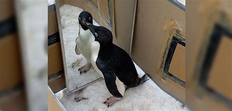 Penguins May Have Passed The Mirror Test Hakai Magazine