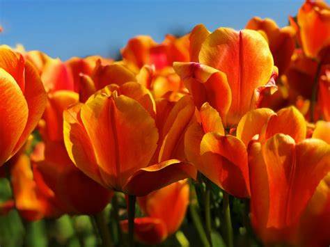 Orange Tulip Flowers Under Clear Skies Photo Free Flower Image On
