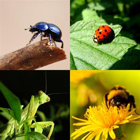 Insectos Beneficiosos Para Tu Jardín Tecniver Jardineria