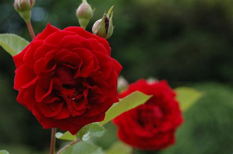 Get in touch with rosie grace mcclelland ✔ (@rosiergm) — 91 answers, 459 likes. Rosier That's Jazz ('Naheglut') ® (Rosiers grimpants ...