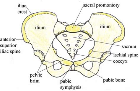 Female Pelvic Bones ~ Emis Stethoscope