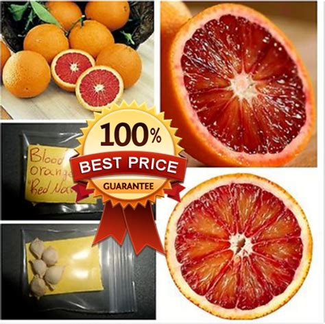 Blood Orange Red Navel Orange 5 Top Quality Seeds Rare Tropical