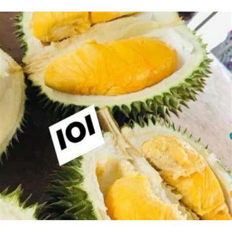 Anak Pokok Durian Hjh Hasmah Ioi Shopee Malaysia