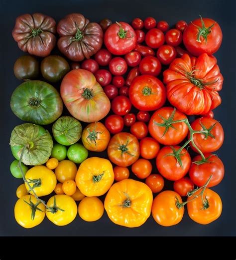 Tomato Of All Colors And Sizes Tomato Season Art Kaleidoscope