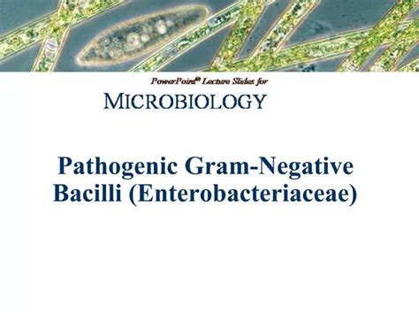 Ppt Pathogenic Gram Negative Bacilli Enterobacteriaceae Powerpoint