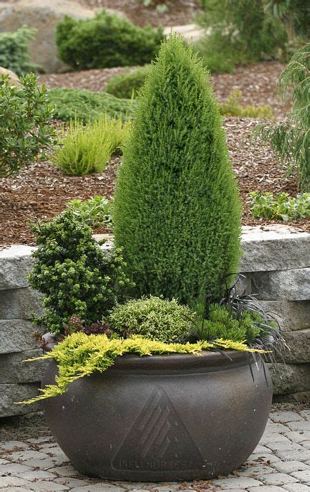 Best 25 Evergreen Container Ideas On Pinterest Winter Container