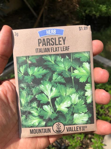 Parsley Seeds Dark Green Italian Flat Leaf بذور البقدونس Local Roots