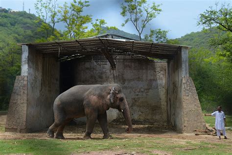 The Worlds Loneliest Elephant Has Found A New Home With Chers Help
