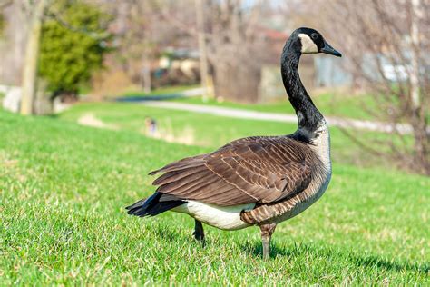 How To Get Rid Of Geese