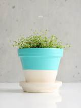 Tin Can Flower Pot Pictures