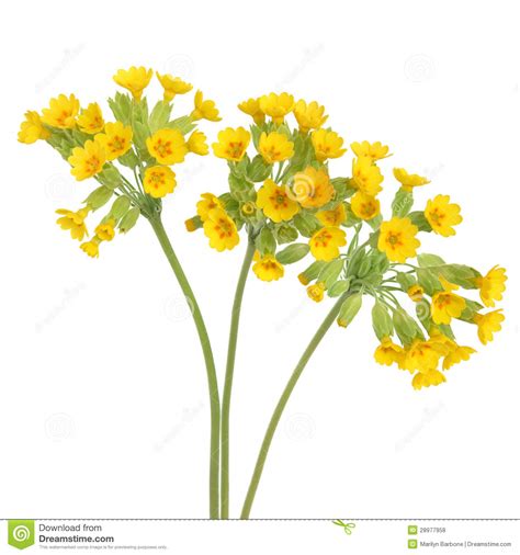 You can use this in your video/projects, just subscribe to this channel and you're good to go!more royalty free videos yet to come :). Cowslip Flowers stock photo. Image of closeup, wild ...