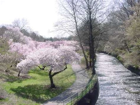 Late Notice Cherry Blossom Ride Through Branch Brook Park Tomorrow