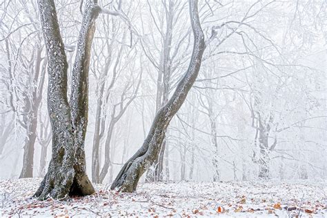 Frostbitten Forest Evgeni Dinev Photography