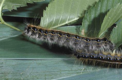 6 Fascinating Facts About Tent Caterpillars