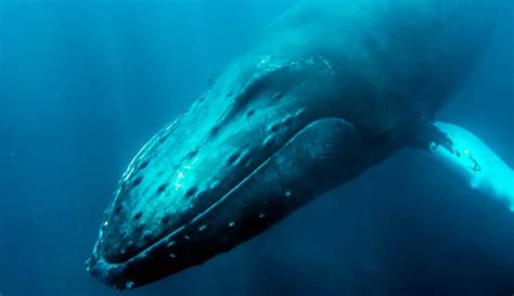 A Humpback Whale Has Been Spotted In The River Thames Natural History